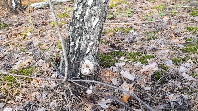 6 августа. Часть 2. Первые белые грибы. смотреть онлайн