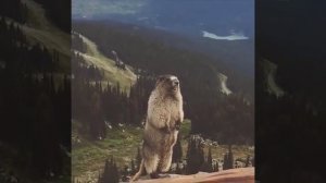 Суслик орёт, сурок кричит