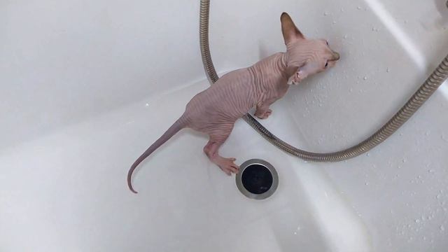 Лысик не хочет купаться смотреть онлайн