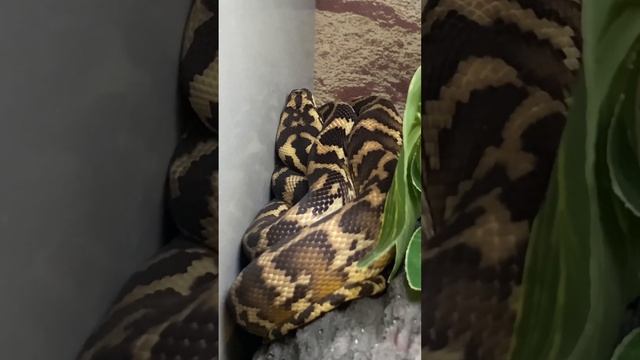 Carpet Python смотреть онлайн