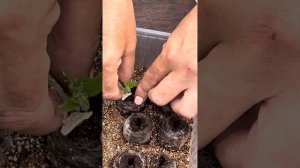 Черенкование петунии в торфяные таблетки, часть 3.