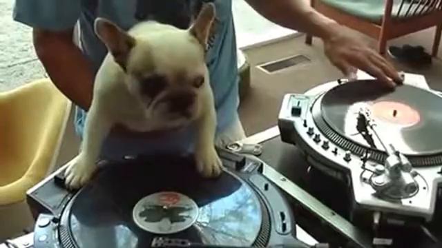 Приколы с животными. РЖАЧ. смотреть онлайн