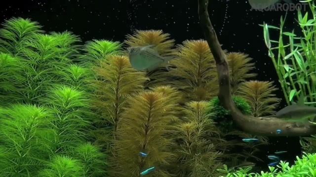 Перистолистник Рорайма | (Myriophyllum sp.Roraima). смотреть онлайн