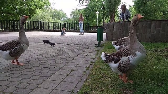 Гуси большие и маленькие смотреть онлайн