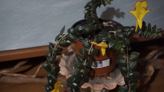 Колумнея. смотреть онлайн