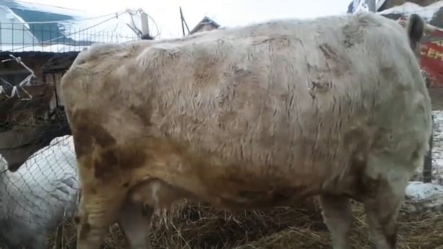 Почему я купила коров🐮 смотреть онлайн