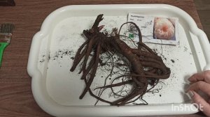 Корни пионов от Доменики. Обзор корней. Пастелеганс, Сонома Хало, Каролина Констебль