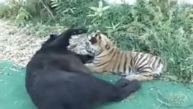 Леопард и тигренок играют вместе смотреть онлайн