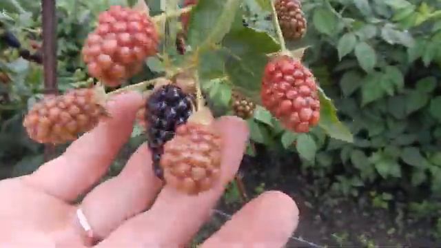 Ежевика Натчез. Начало плодоношения. смотреть онлайн