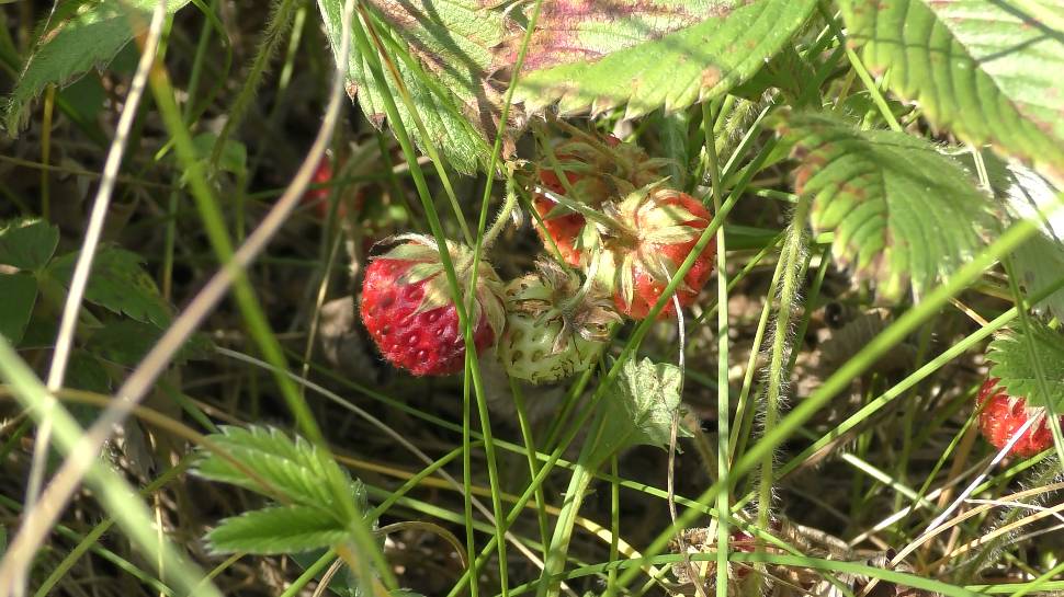 Дикая полевая клубника смотреть онлайн