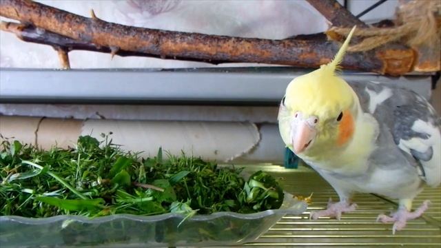 Боня, Яша, зеленые вкусняшки. И почему нет воробья. смотреть онлайн