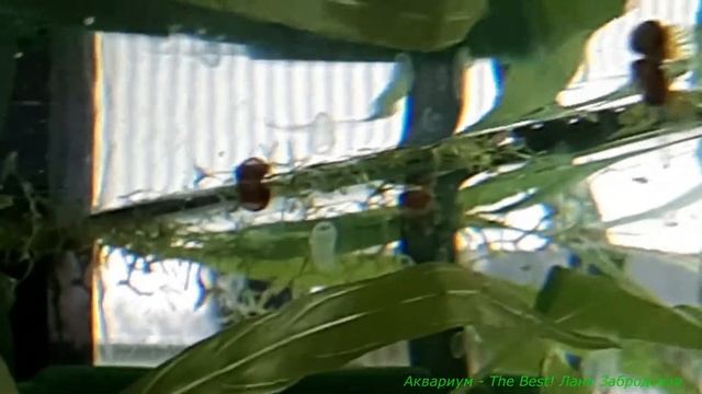 Месячные мальки Гуппи окрашиваются смотреть онлайн