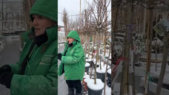 Обзор новинок 2022 года. Поступление декоративных растений в LETTO смотреть онлайн