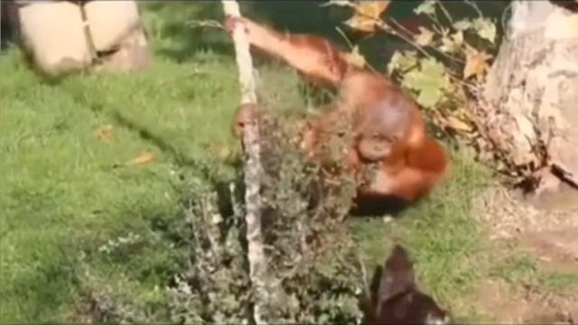 У орангутангов в зоопарке началась депрессия. К ним подселили выдр, и жизнь наладилась!😊 смотреть онлайн