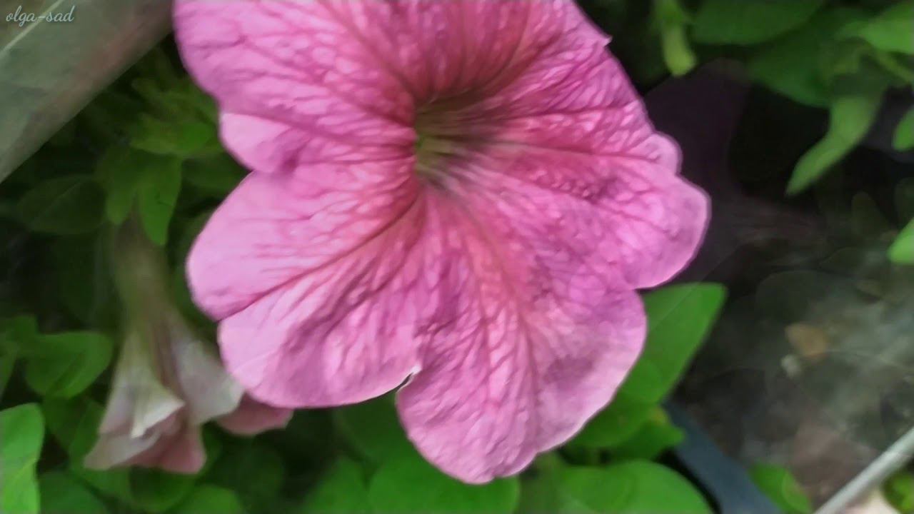 ОБИ.Рассада смотреть онлайн