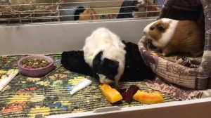 Беременна или нет??уход за морской свинкой)