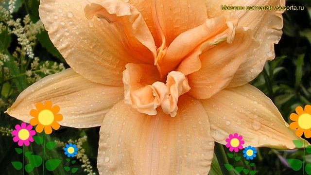 Лилейник гибридный Дабл Дрим. Краткий обзор, описание характеристик hemerocallis Double dream смотреть онлайн