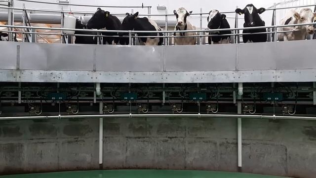 Доильный зал Карусель с коровами смотреть онлайн