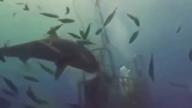 Top 10 Funniest Furzen Tier der Welt HD смотреть онлайн
