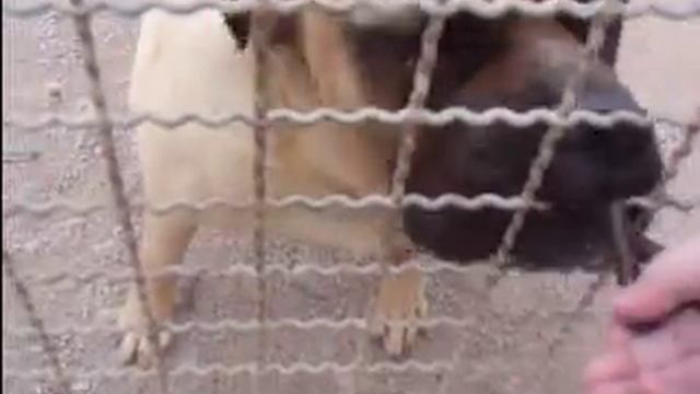 Bonny Bullmastiff in Not 1 смотреть онлайн