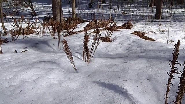 Папоротник Страусник в природе!Занимательное! Интересное! Начало апреля! Весна! Урал! смотреть онлайн