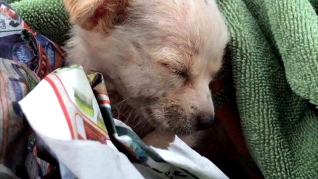 Он издевался над полумертвой собакой. Но он кое-что упустил…