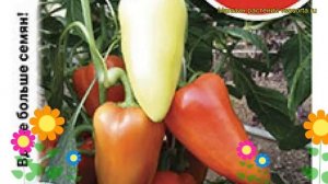 Перец сладкий Белозёрка. Краткий обзор, описание характеристик, где купить семена cápsicum ánnuum