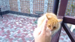 КТО ЗАМОРОЗИЛ ВЕРУ? | Морские свинки Бузя и Кузя против злого мороженщика