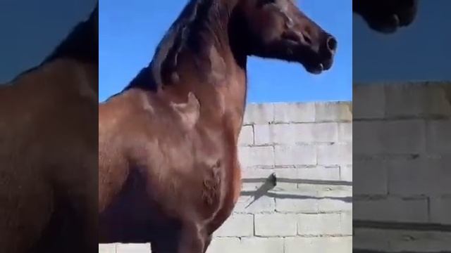 красивые лошад смотреть онлайн