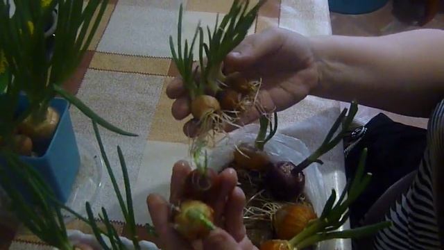 Четыре способа посадки лука на перо дома. Результат смотреть онлайн