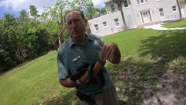 Meet The Eastern Indigo Snake: Rarest Snake In The United States смотреть онлайн