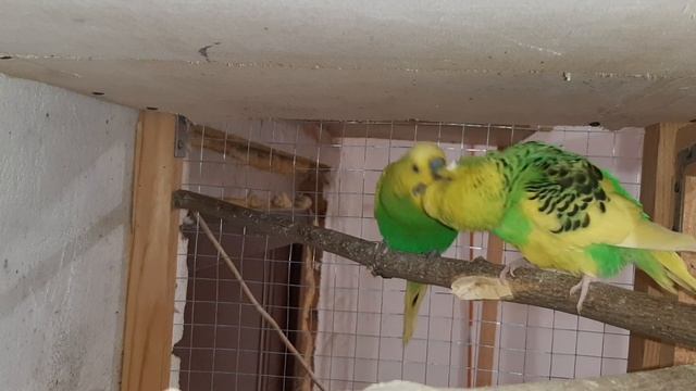 Брачные игры волнистых попугаев. Спаривание попугаев. смотреть онлайн