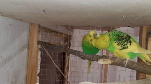 Брачные игры волнистых попугаев. Спаривание попугаев.