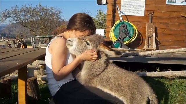 Ослик смотреть онлайн