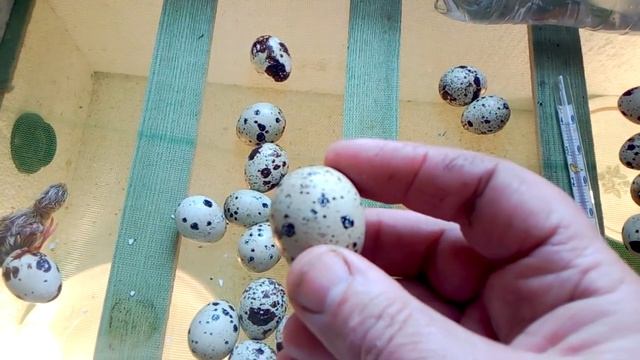 Перепела. Вылупления на пятнадцатый день смотреть онлайн