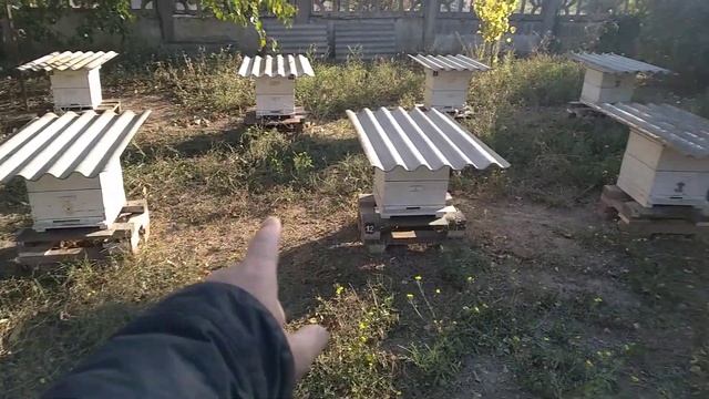 Делаю очередную профилактическую обработку своих пчелок маслом полыни таврической. смотреть онлайн