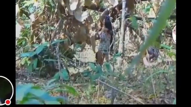 Rei Malu Iha Publik смотреть онлайн