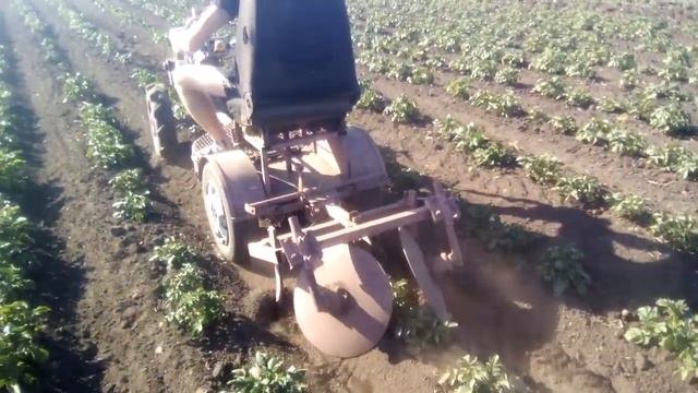 Окучивание картошки на мотоблоке смотреть онлайн