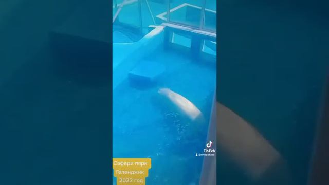 Геленджик. Сафари парк. 2022 смотреть онлайн