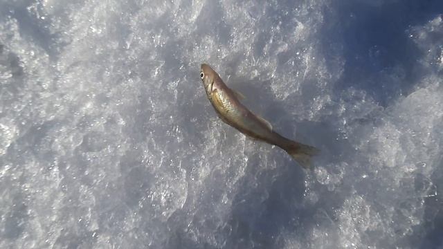 Лучший, щучий балансир. Ловля щуки, судака со льда на балансир, вибы и ратлины в Займище.Практик 6м смотреть онлайн