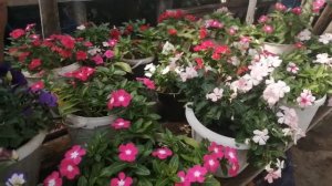 Катарантус ампельный в августе. НЕ БОЙТЕСЬ  ПОЗДНЕЙ ВЫСАДКИ!