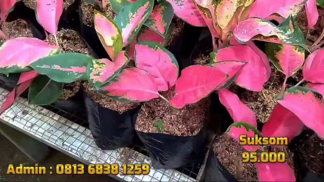 OBRAL AGLAONEMA HARGA EKONOMIS RECOMMENDED UNTUK PEMULA! смотреть онлайн