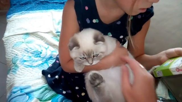 Блохи в Краснодарском крае, обязательно ошейники от блох смотреть онлайн