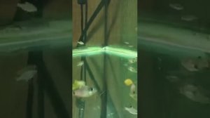 Коридорас Хастатус (Corydoras hastatus) И Ореихтис (Oreichthys crenuchoides)