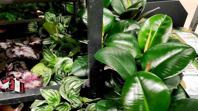 JARDINERIE TOUR 🌿 + MINI HAUL PLANTES !!! 😍 смотреть онлайн