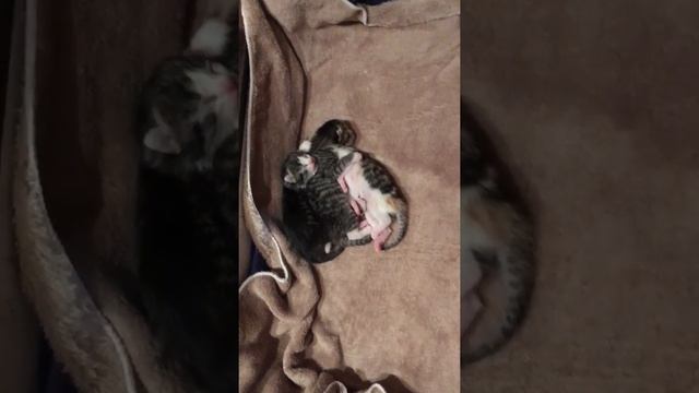 Как спят новорождённые котята смотреть онлайн
