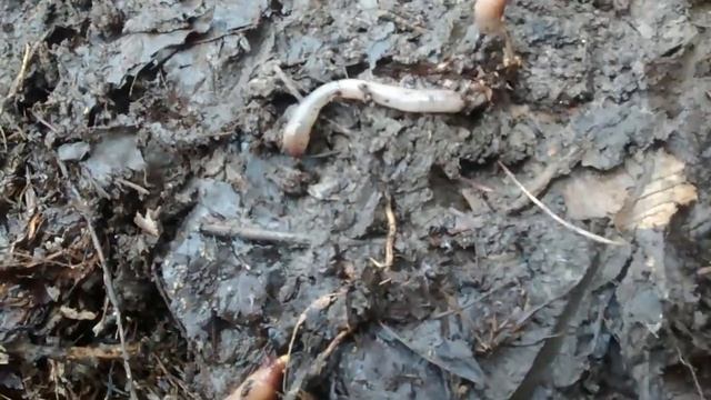 KING Composter . смотреть онлайн