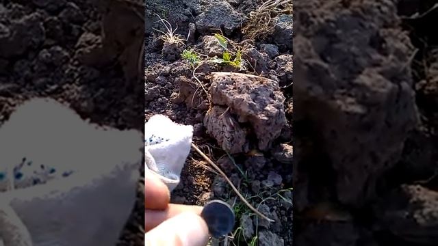 15 к 1 злот 1836 г смотреть онлайн
