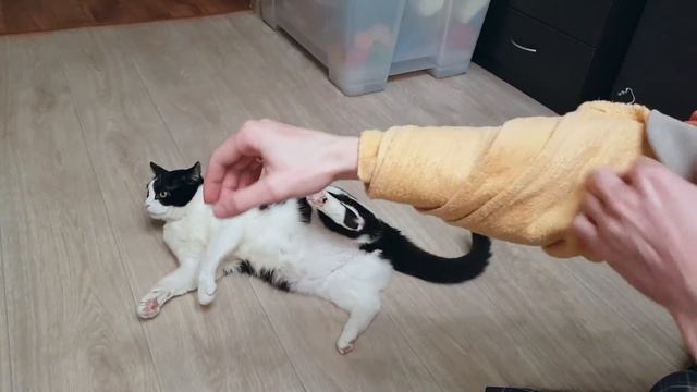 WHO CHEWED MY SHOES ? смотреть онлайн