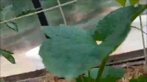 Выращивание огурдыни